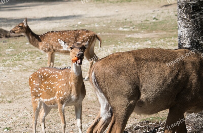 Bukhara Deer Hirsch Red Deer Animal Animal World