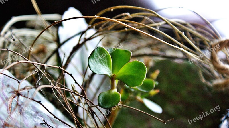 Plant Green Succulents Succulent Nature