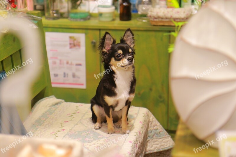 Puppy Chihuahua Dog Cute Animal