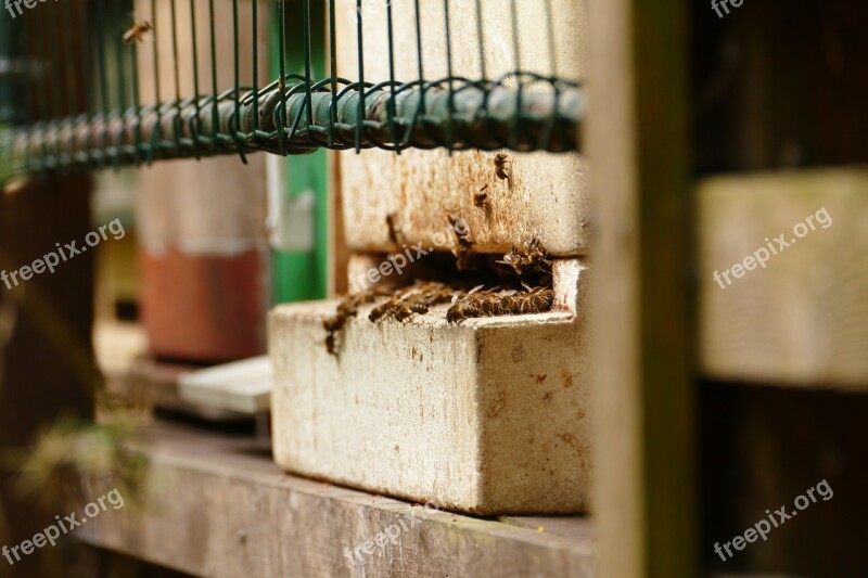 Beehive Bees Insect Beekeeping Bee Keeping