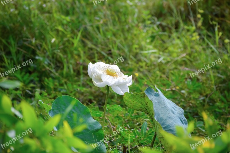 Flower Lotus Nature Summer Green