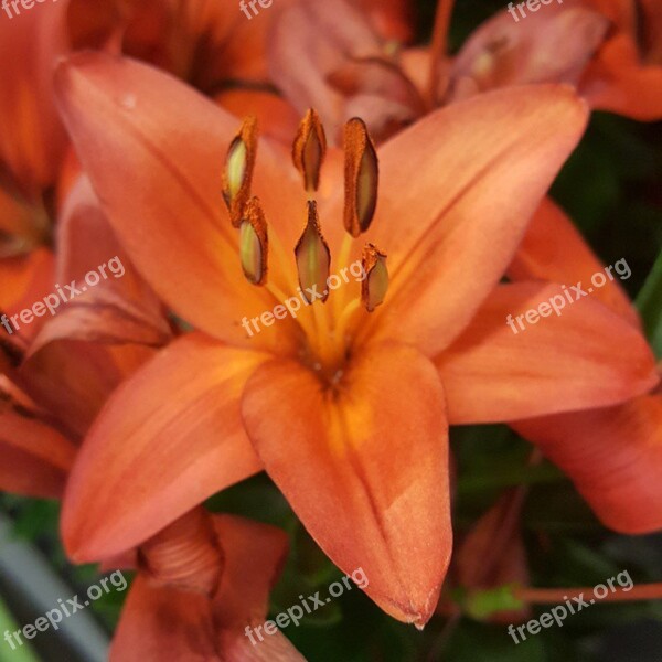 Stand Out Tiger Lily Garden Blooming Blossom