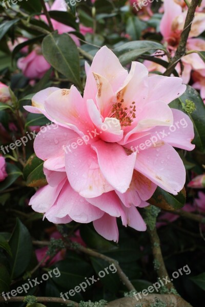 Camelia Camellia Japonica Camellia Sasanqua Blossom Evergreen Shrubs