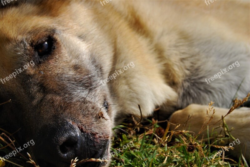 Dog German Shepherd Animal Head Portrait