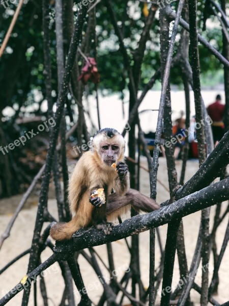 Brazil Dune Travel Lencois Animal