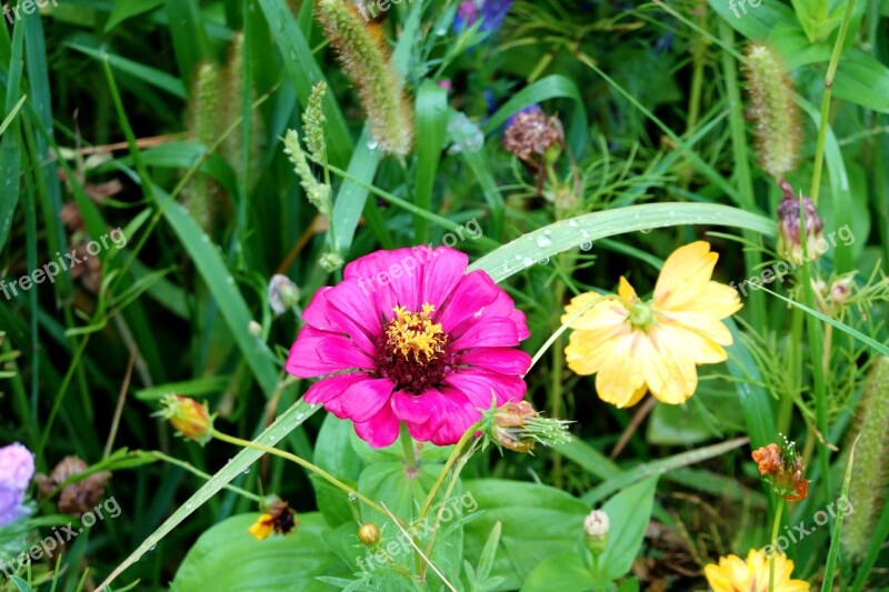 Mallow Flower Blossom Bloom Flora