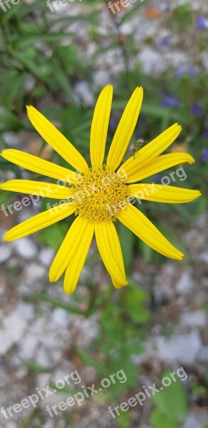 Yellow Flower Ferragosto Details Natural Free Photos