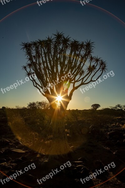 Africa Sunset Quiver Tree Safari Nature