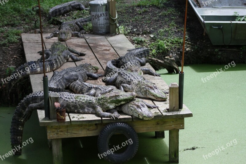 Crocodile Dock Lazy Sleeping Predator