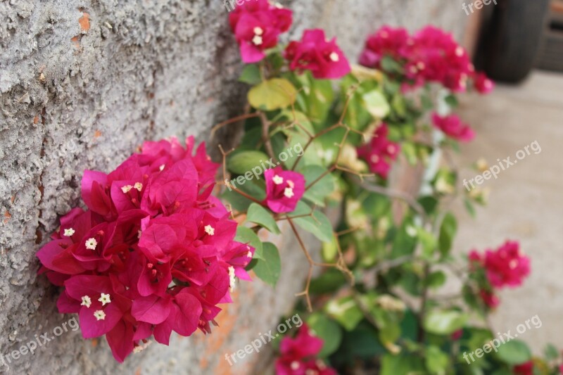 Flowers Plant Flower Backyard Rosa