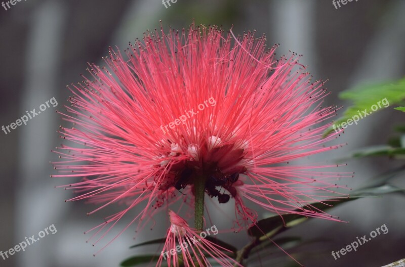 Flower Plant Flora Nature Beauty