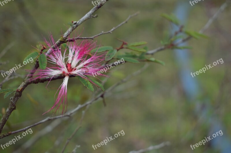 Flower Plant Forest Nature Flower Soil