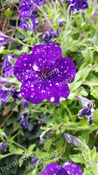 Purple Flowers Dot Nature Blossom