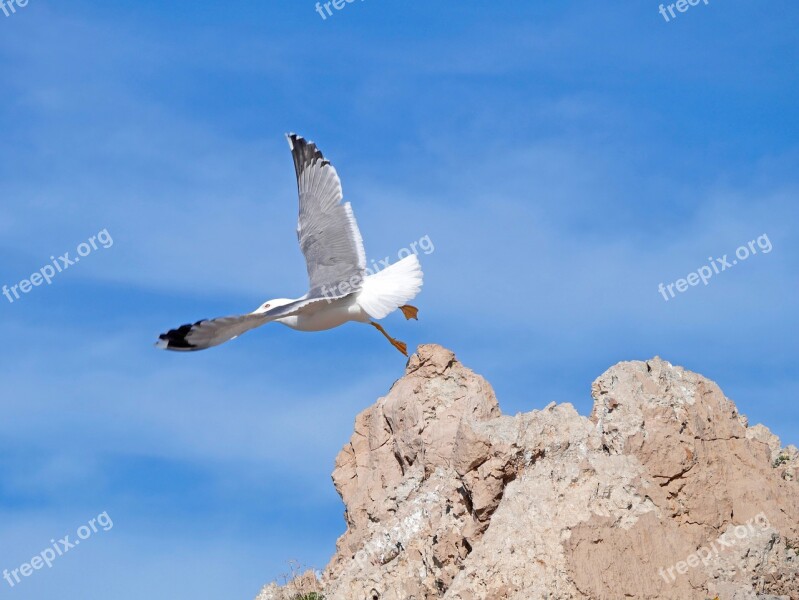 Seagull Cala Ratjada Mallorca Free Photos