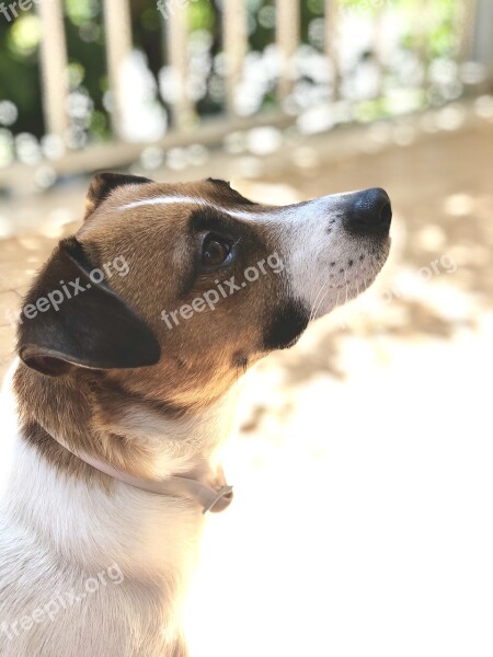 Dog Jack Russell Adorable Puppy Animal