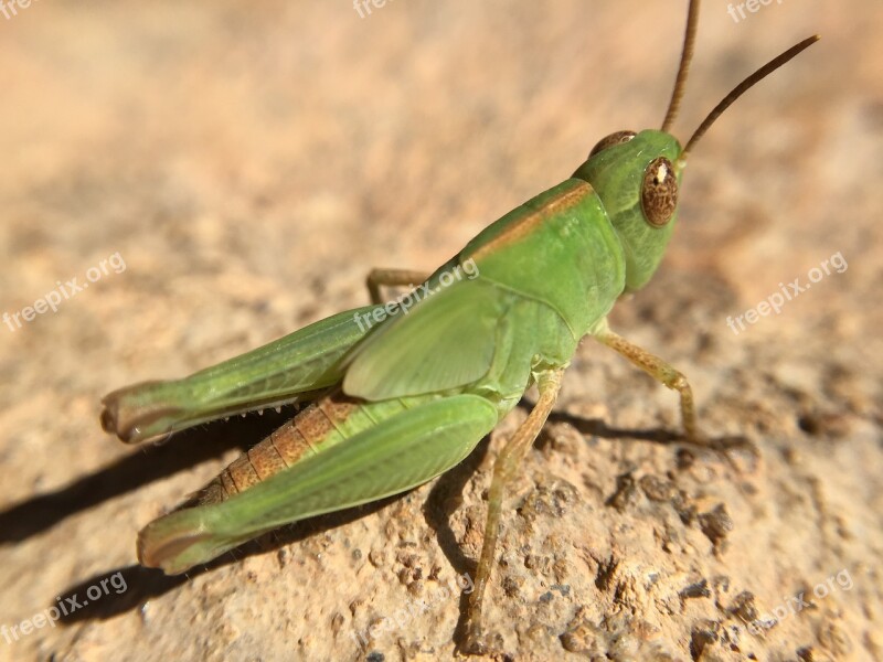 Cricket Nature Insect Grasshopper Green