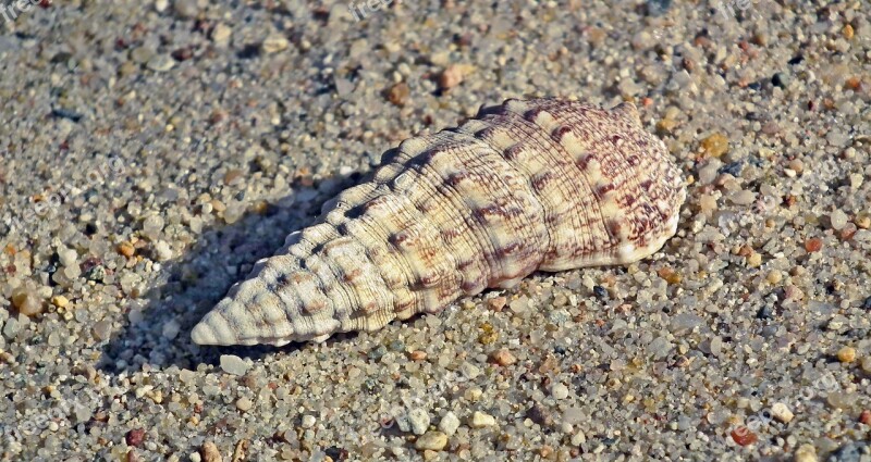 Seashell Sand Summer The Coast Nature