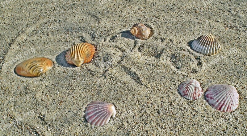 Shells Sand The Coast Summer Holiday