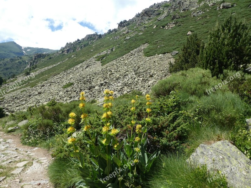 Flowers Mountain Landscape Andorra Free Photos