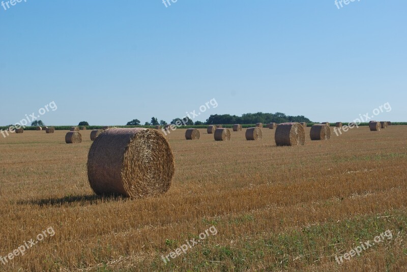 Straw Bundles Harvest Agriculture Landscape