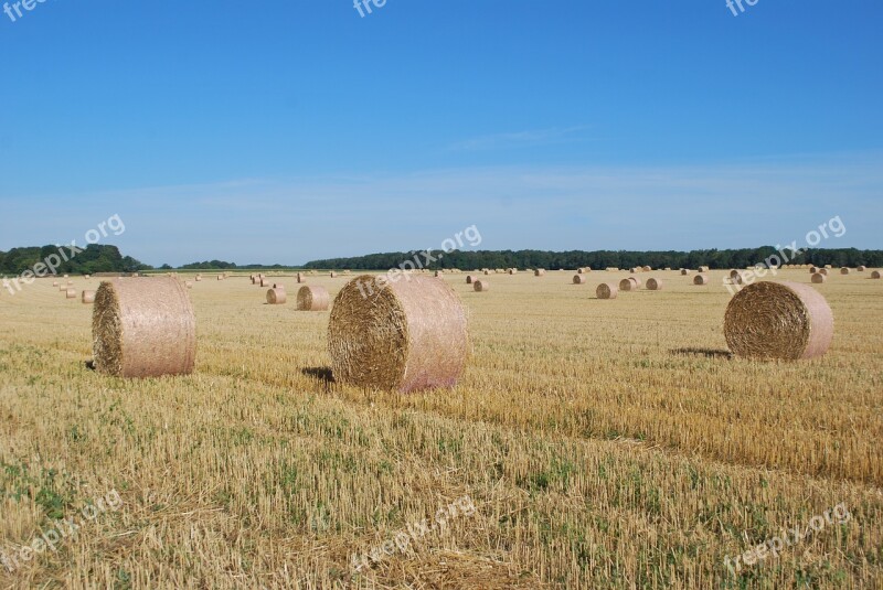 Straw Bundles Harvest Agriculture Landscape