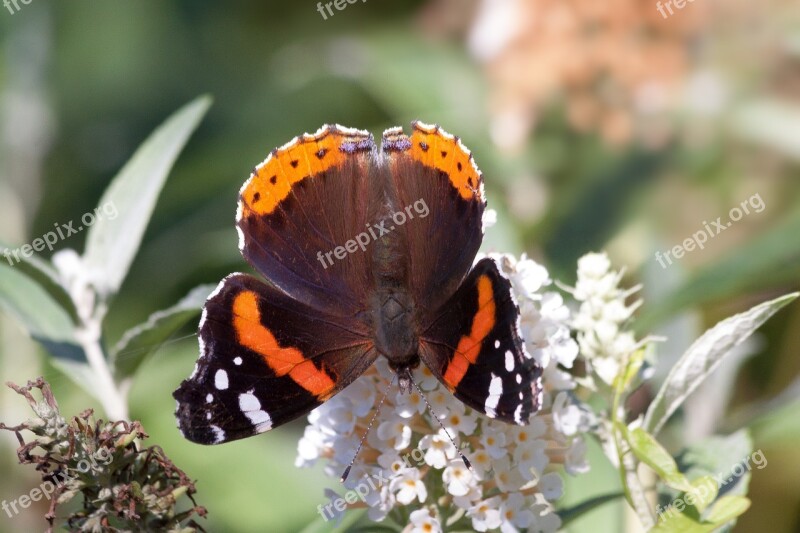 Admiral Vanessa Atalanta Butterfly Patch Butterflies Edelfalter