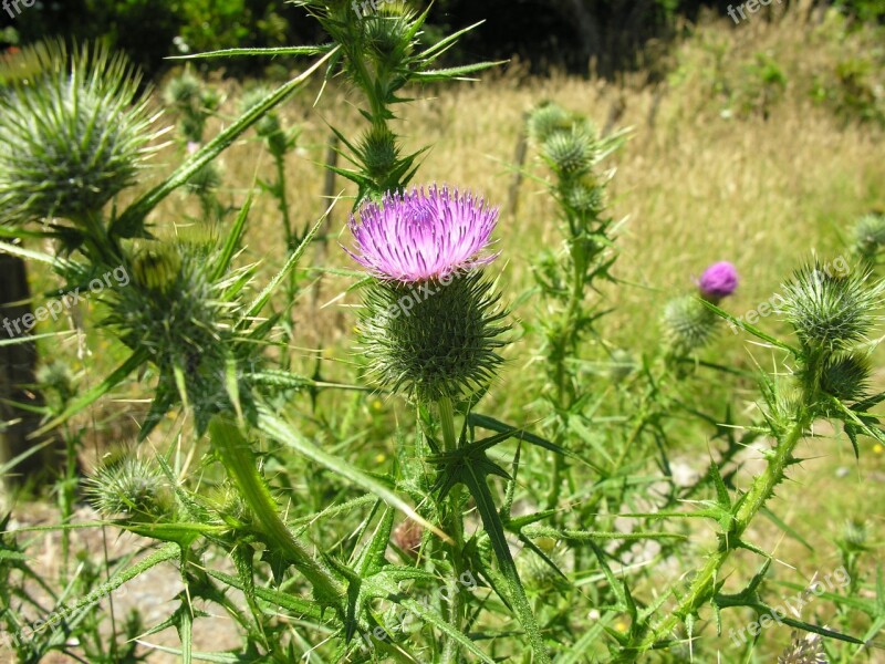 Thistle Bloom Prickles Thorn Blooming