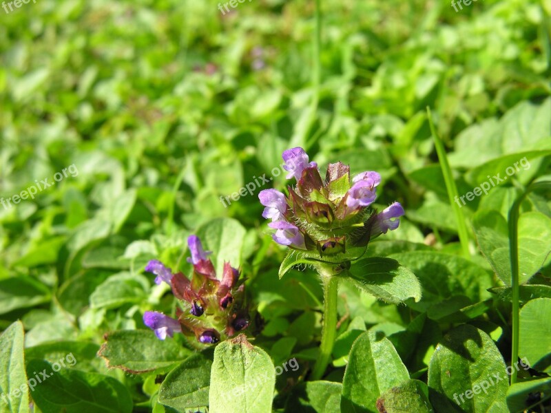 Flowers Weeds Grass Nature Plant