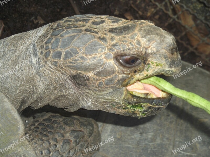 Animal Animals Zoo The Animal Eats Tortoise