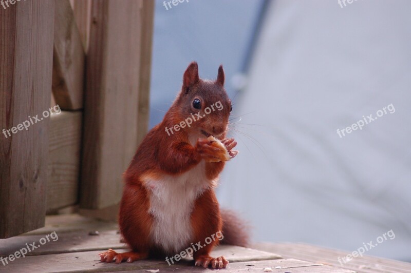 Squirrel Food Mammal Animal Animal Food