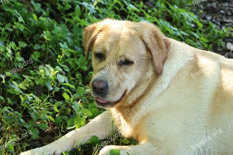 Dog Labrador Retriever Golden Fur Dig Muddy