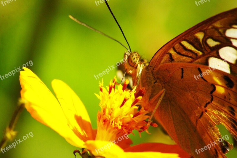 Butterfly Insects Nature Yellow Flower Summer