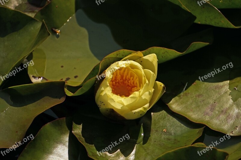 Water Lily Nuphar Lutea Lake Rosengewächs Aquatic Plant White