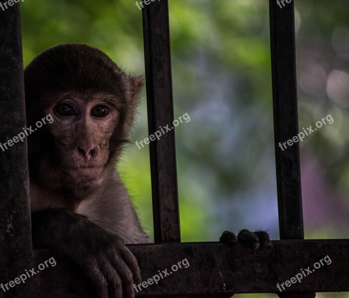 Monkey Animal Wild Jungle Animals Jungle