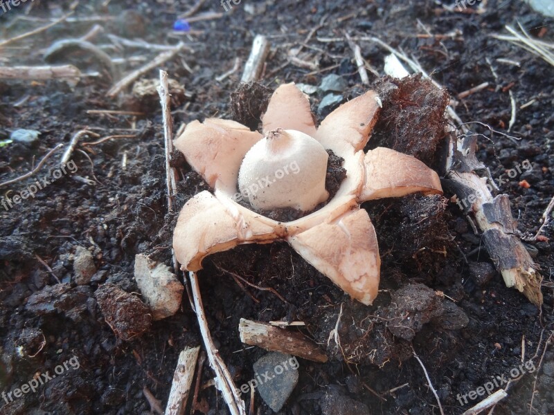 Nature Star Agaric Mushroom Protected Red List