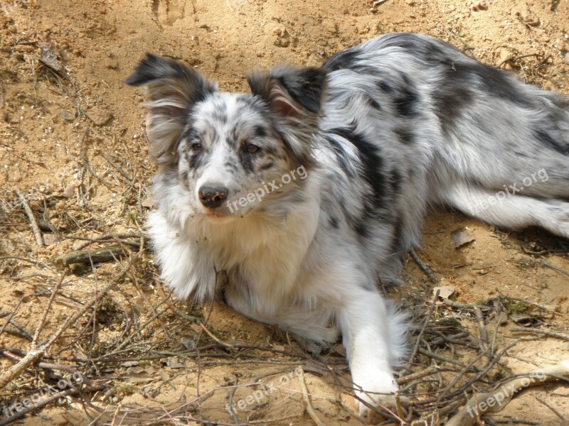 Dog Merle Blue Merle Collie Puppy