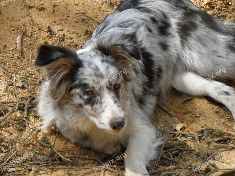 Dog Merle Blue Merle Collie Puppy