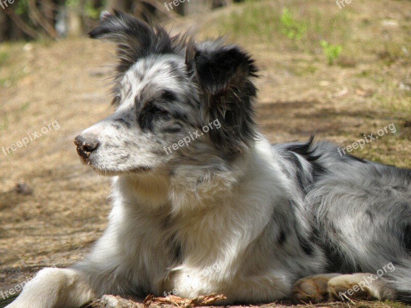 Dog Merle Collie Puppy Head