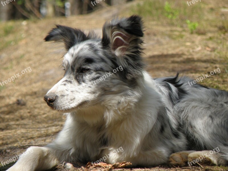 Dog Merle Blue Merle Collie Puppy