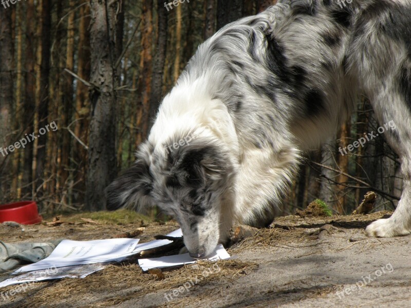 Dog Merle Blue Merle Collie Puppy