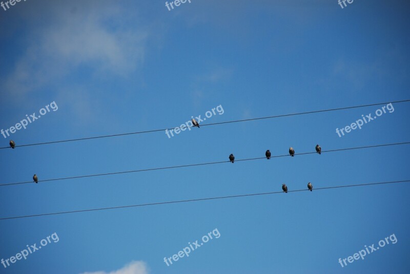 Stare Autumn Nature Sky Flock Of Birds