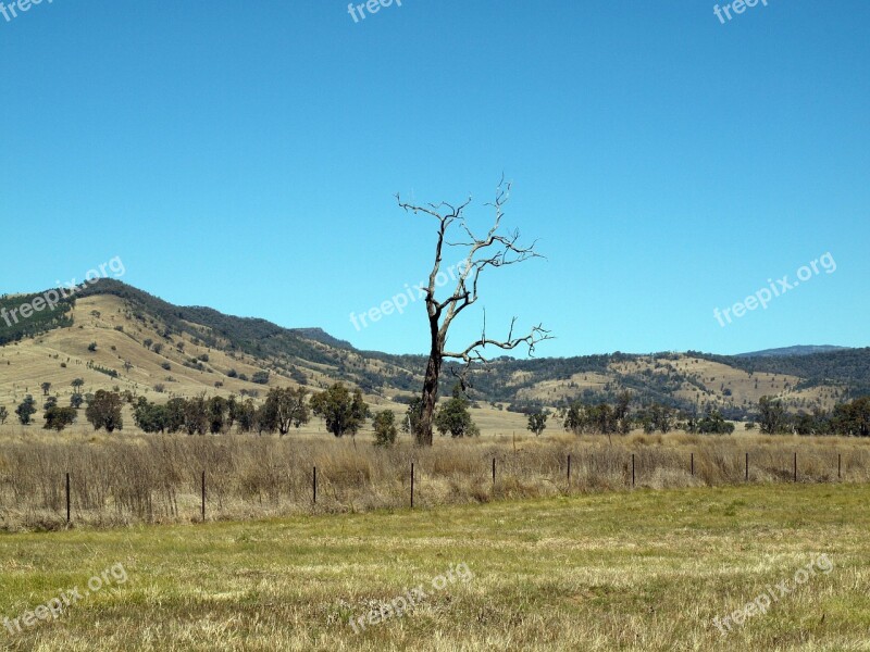 Tree Landscape Nature Environment Natural