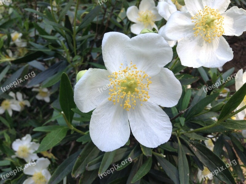 Flower Petals Spring White Flowers Garden