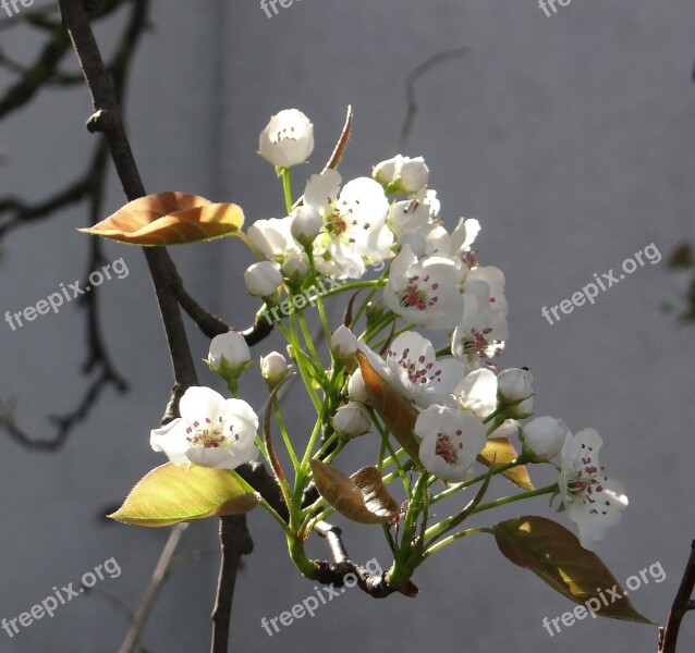 Komoi Pear Apple Spring Flowering Twig