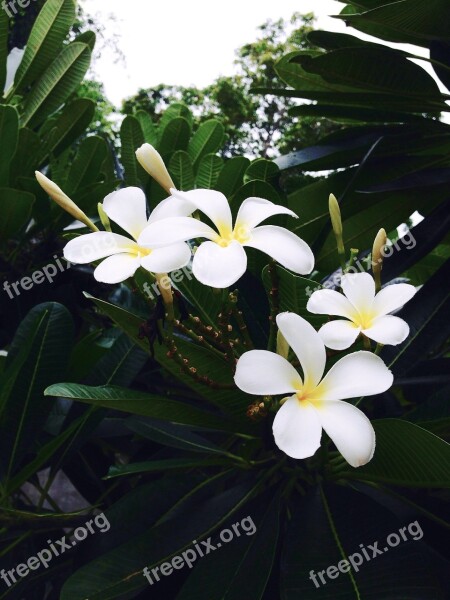 More Information Fragrapanti Flowers Free Photos