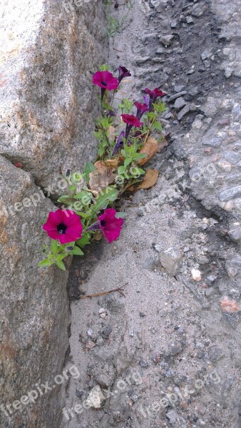 Force Sidewalk Flower Rocks Stones