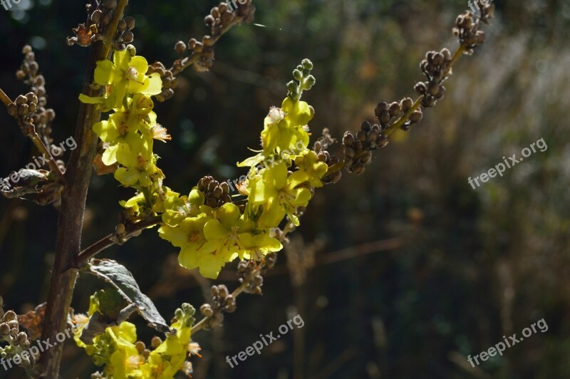 Plant Phytotherapy Garden Plant Yellow Yellow Flower