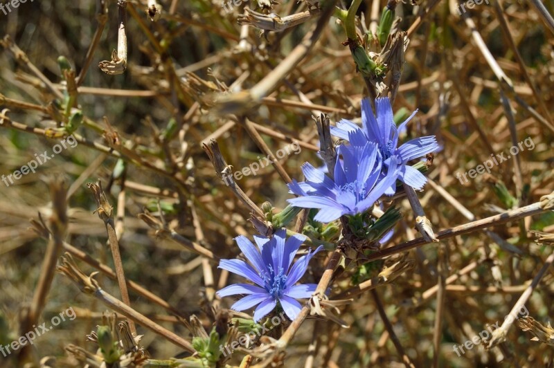 Blue Flower Jungle Plant Free Photos