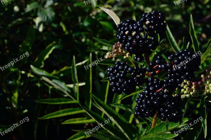 Fruits Blackberries Power Healthy Food