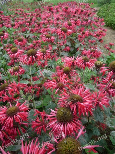 Bee Balm Scarlet Beebalm Monarda Bergamot Mint